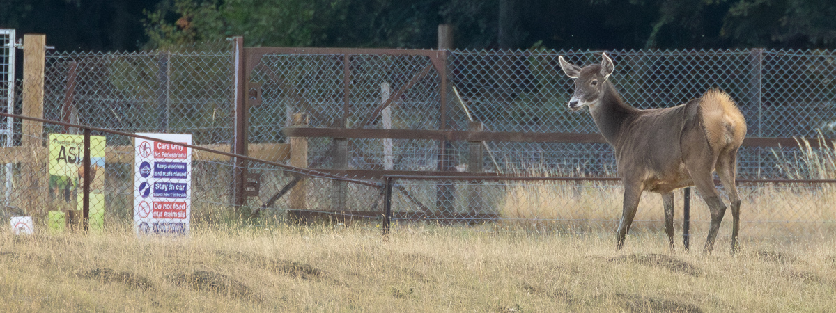 White-lipped deer : Whipsnade : 15 Aug 2025
