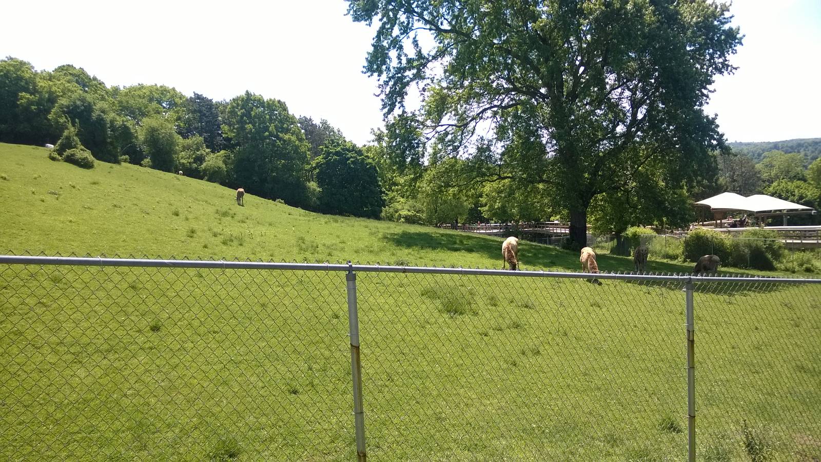 White-Lipped Deer Yard