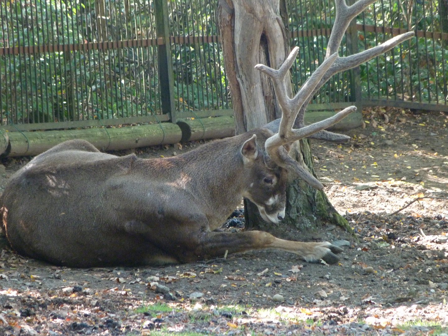 White-lipped deer -Zoo Praha (2025)