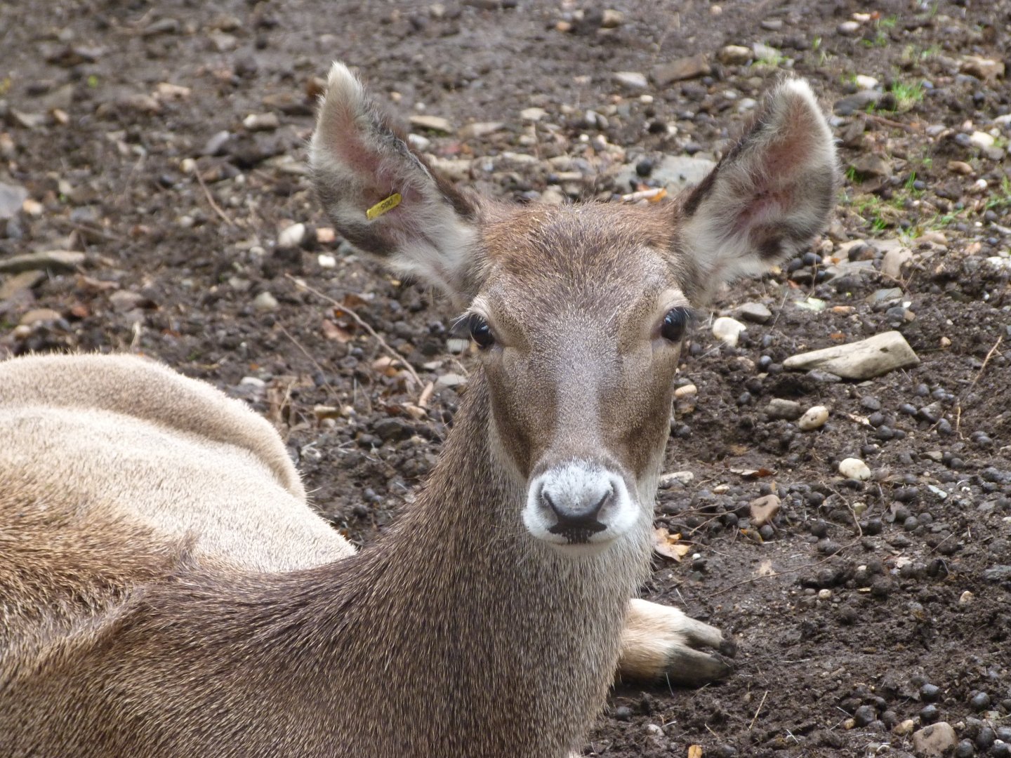 White-lipped deer -Zoo Praha (2025)