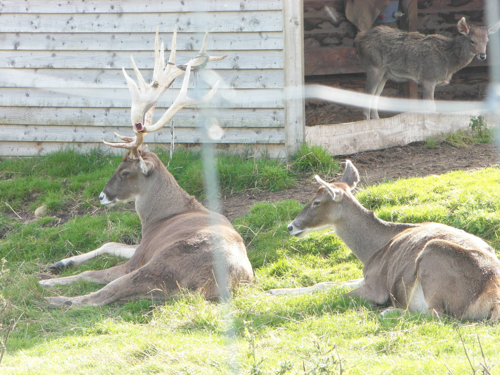 White-Lipped Deer