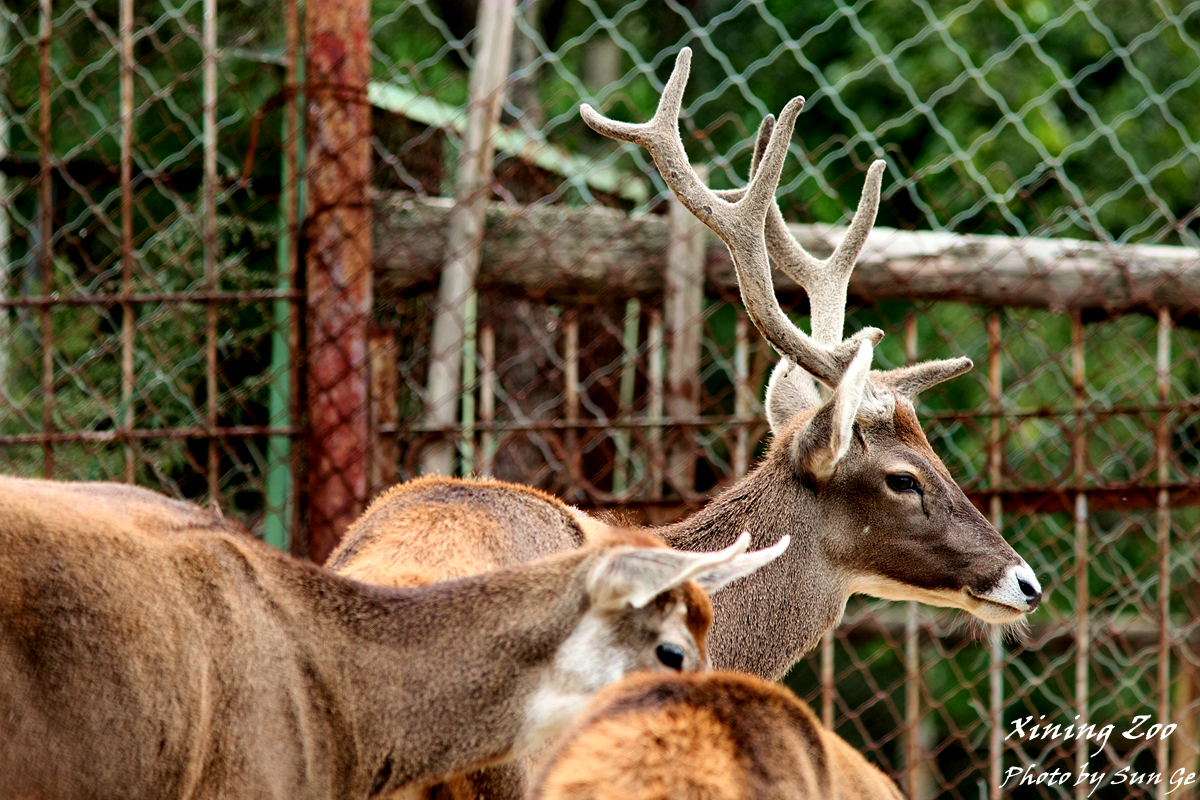 White-lipped deer