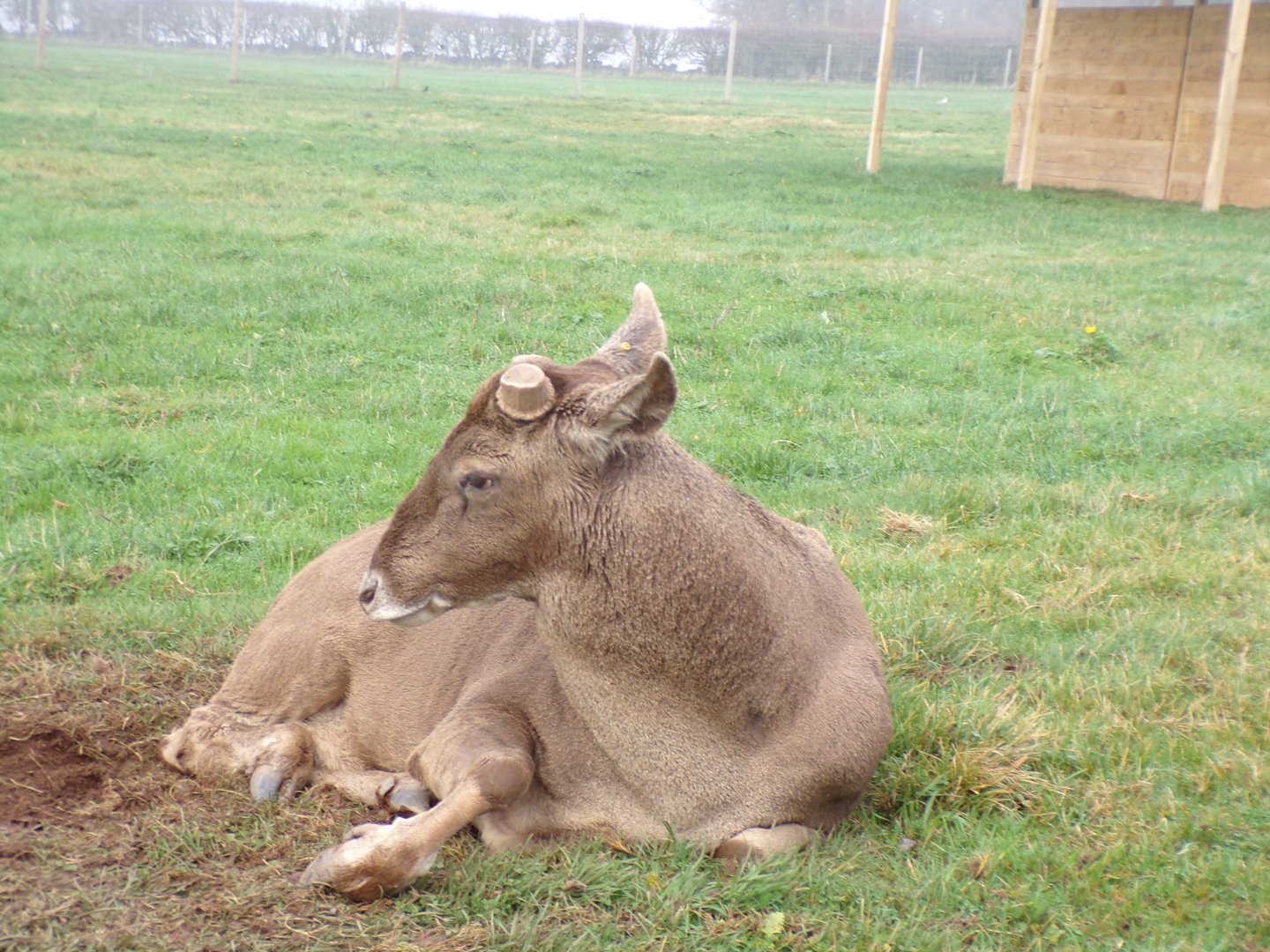 White-lipped deer