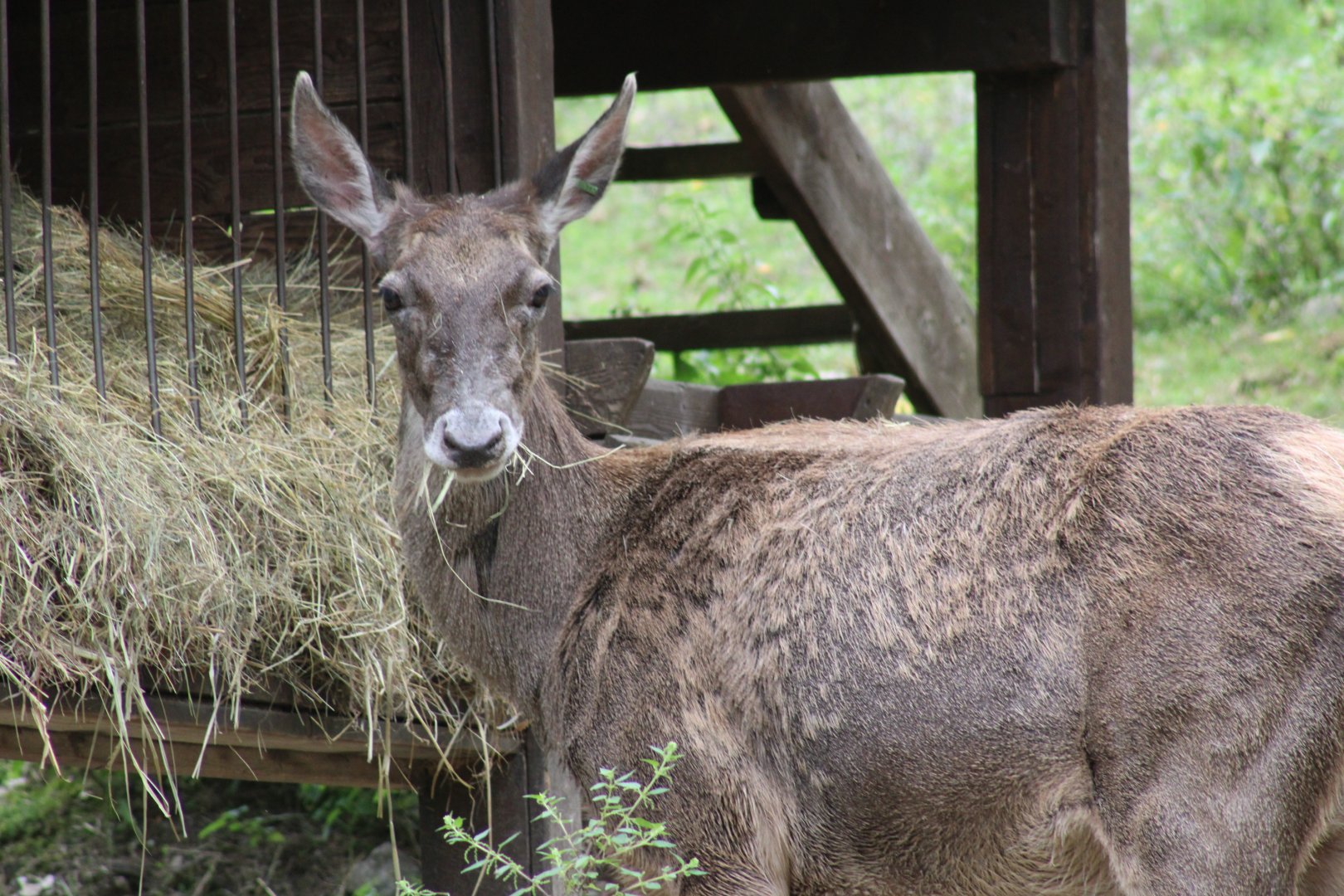 White-lipped Deer