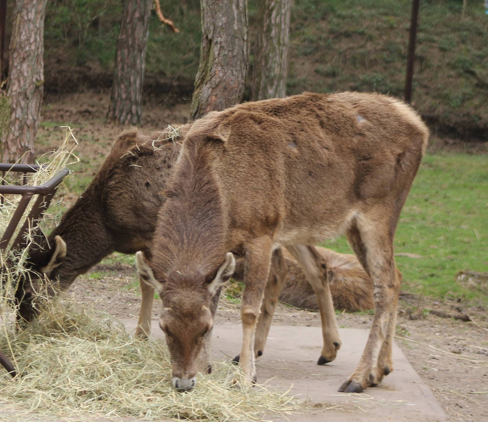 White-lipped deers