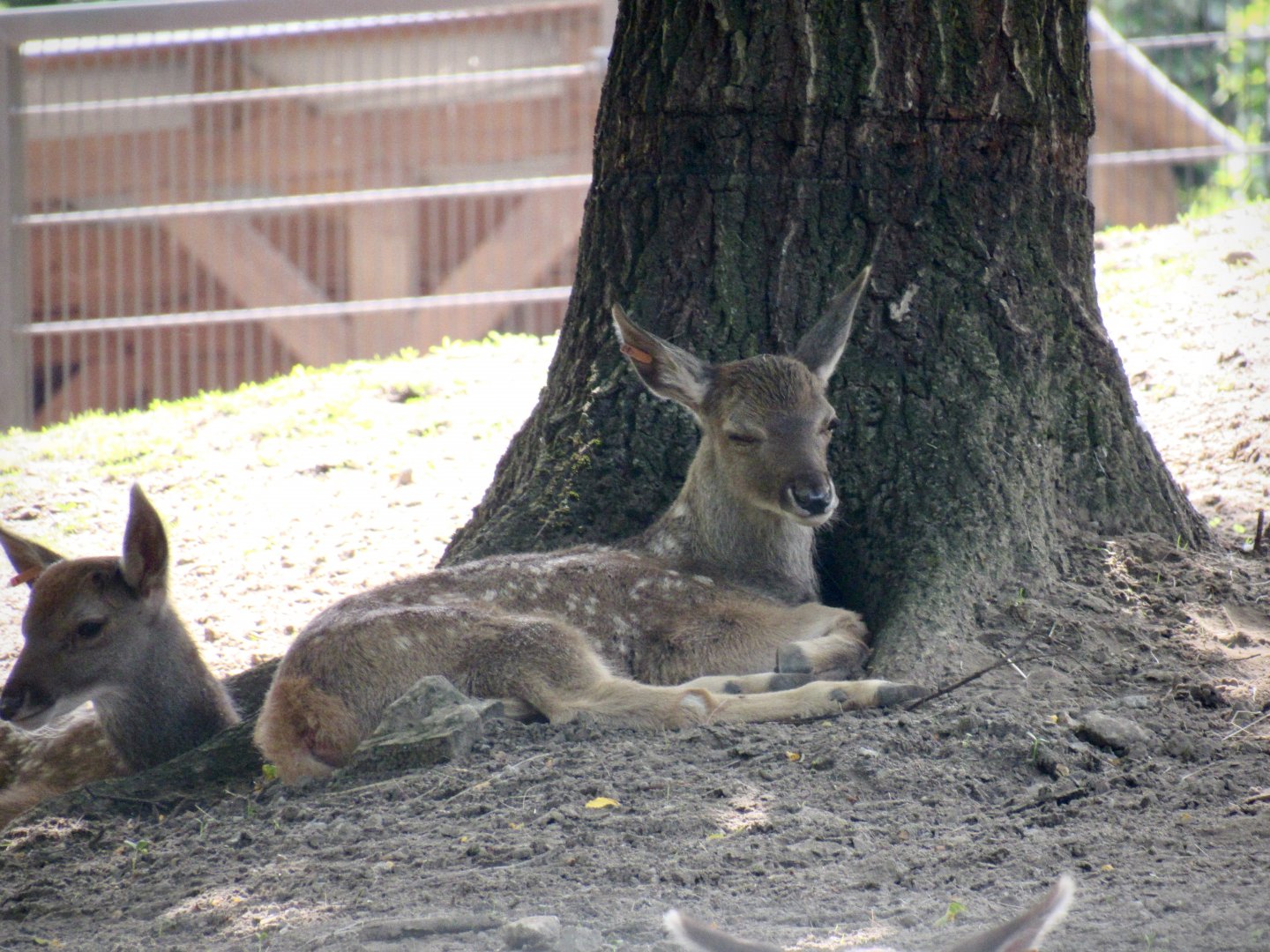 White-lipped fawn