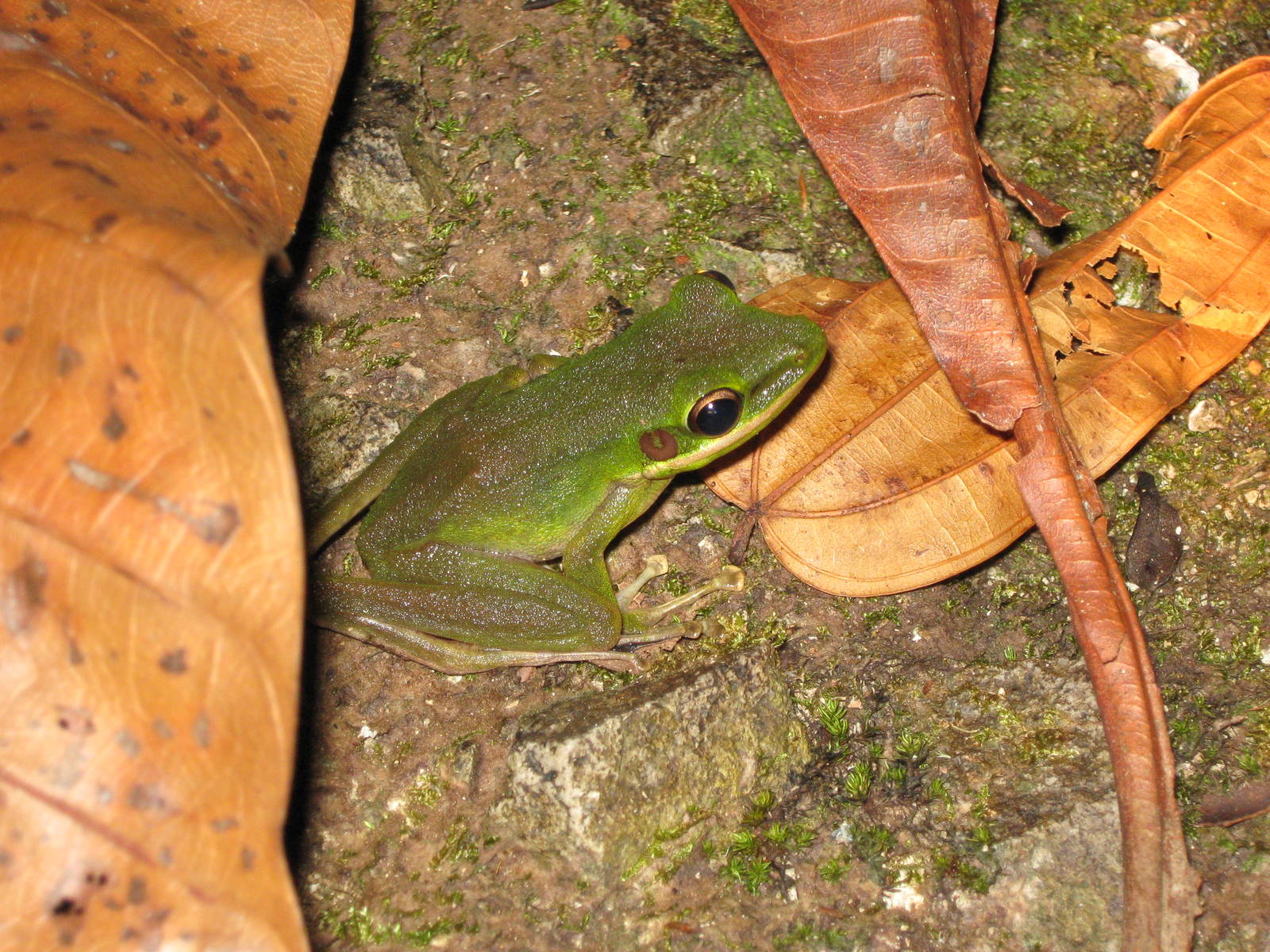 white-lipped frog (Rana chalconota)