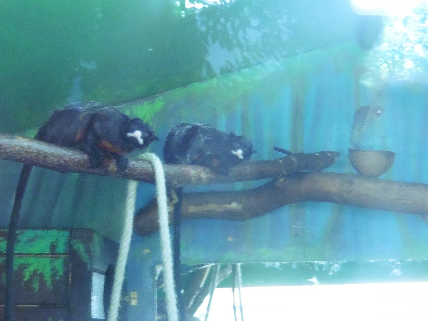 White-lipped Gremlins,sorry,Tamarins