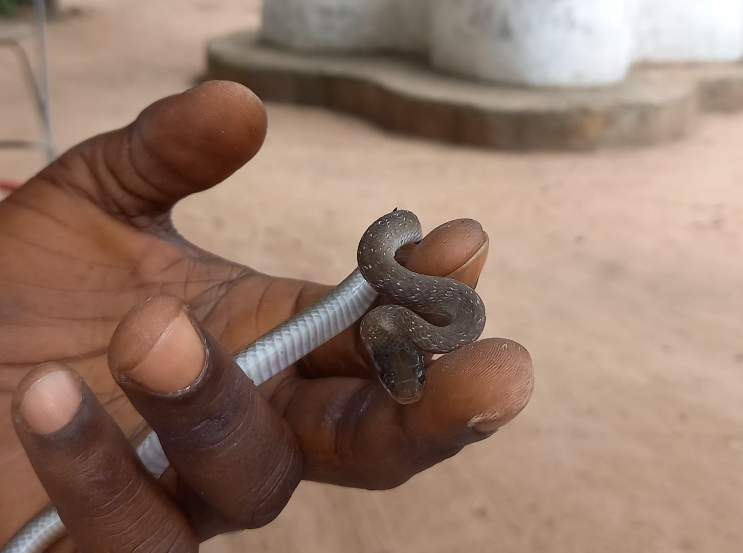 White-lipped Herald snake - Crotaphopeltis hotamboeia