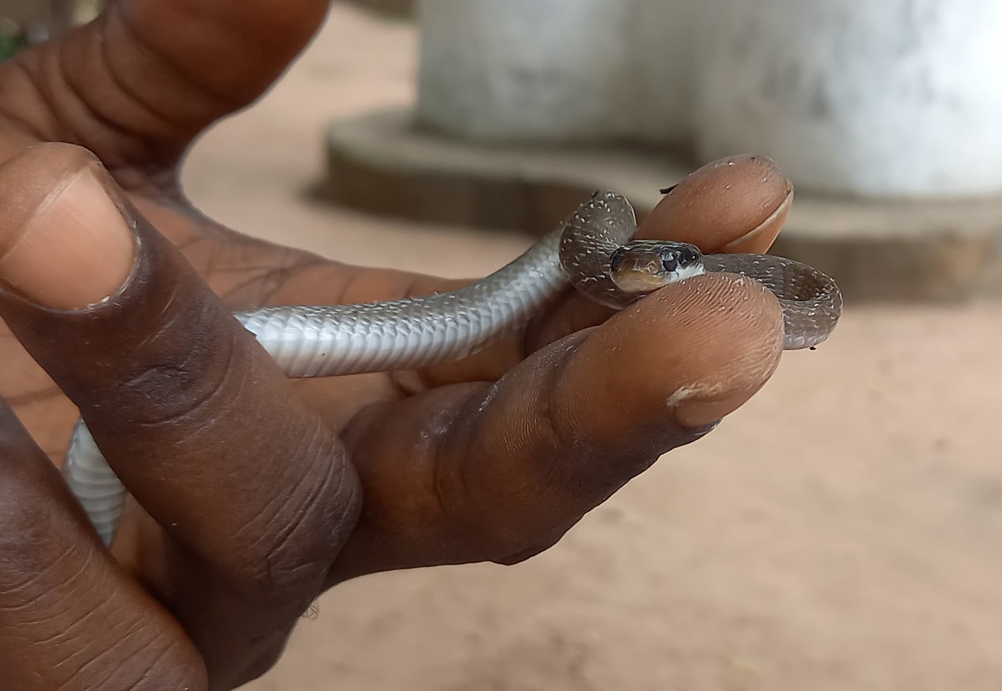 White-lipped Herald snake - Crotaphopeltis hotamboeia