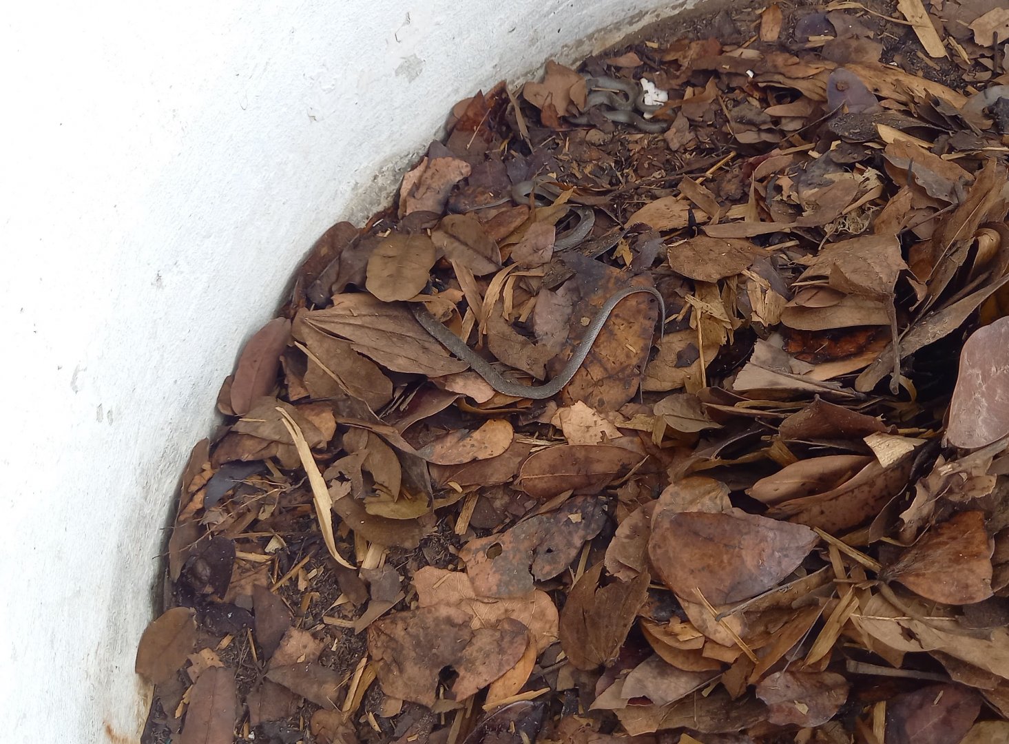 White-lipped Herald snake in its enclosure