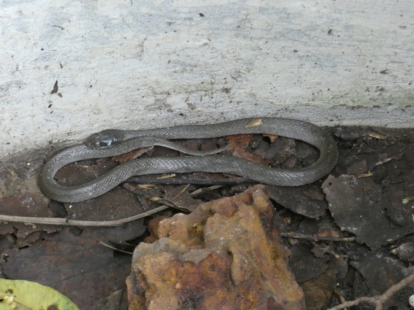 White-lipped herald snake