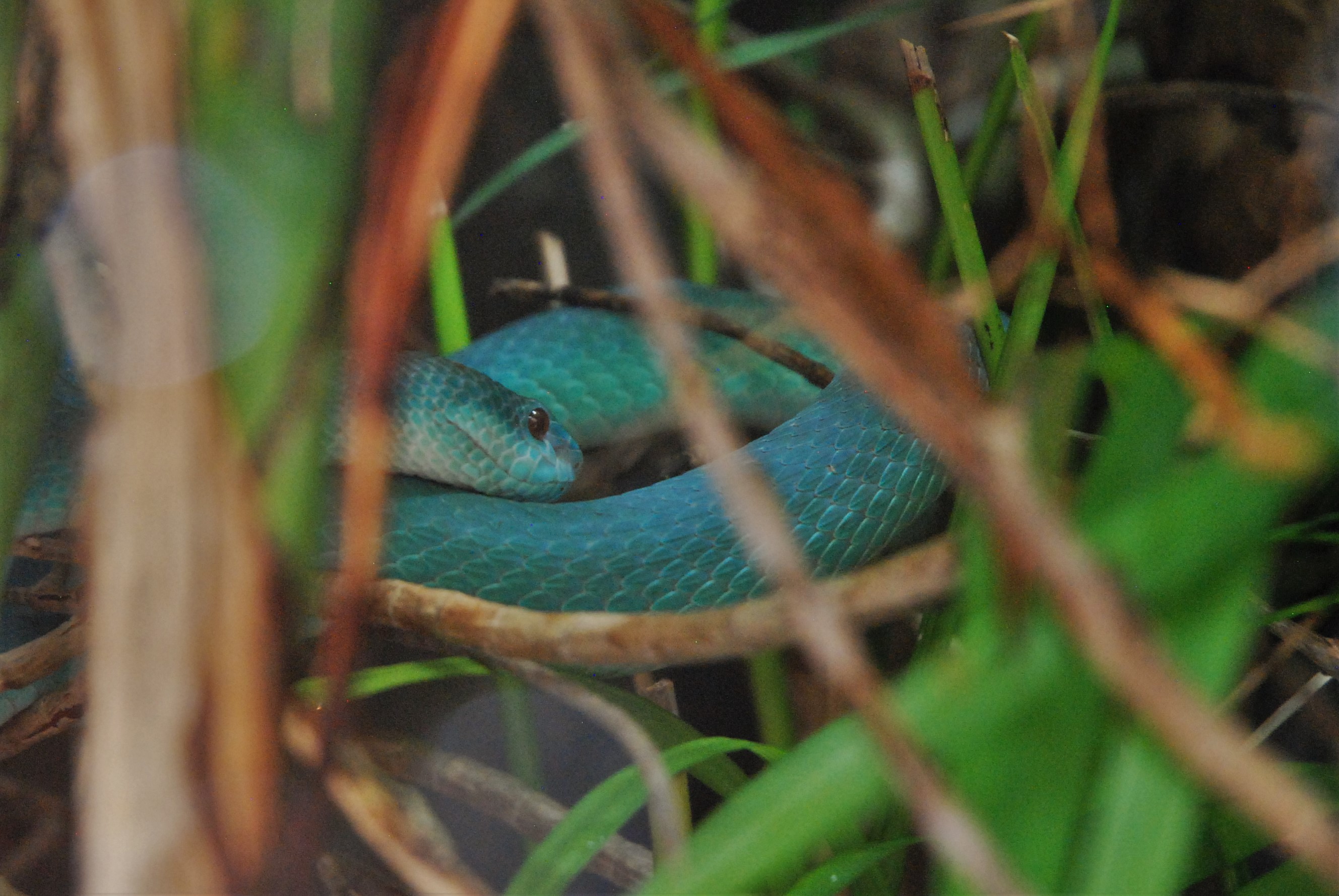 White-lipped Island Pit Viper at Chester, 20th July 2021