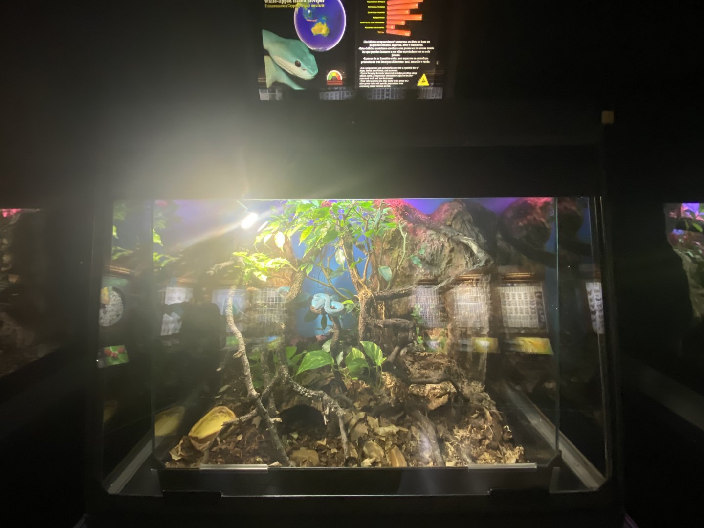 White-lipped island pit viper exhibit