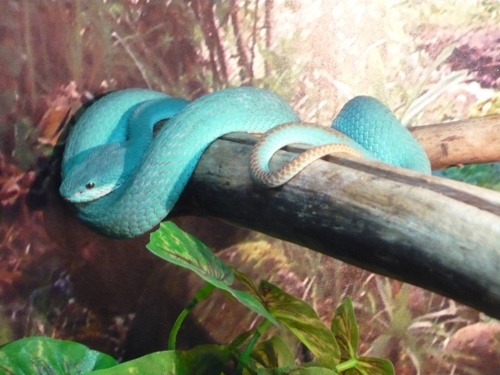 White-lipped island pit viper (Trimeresurus albolabris insularis)