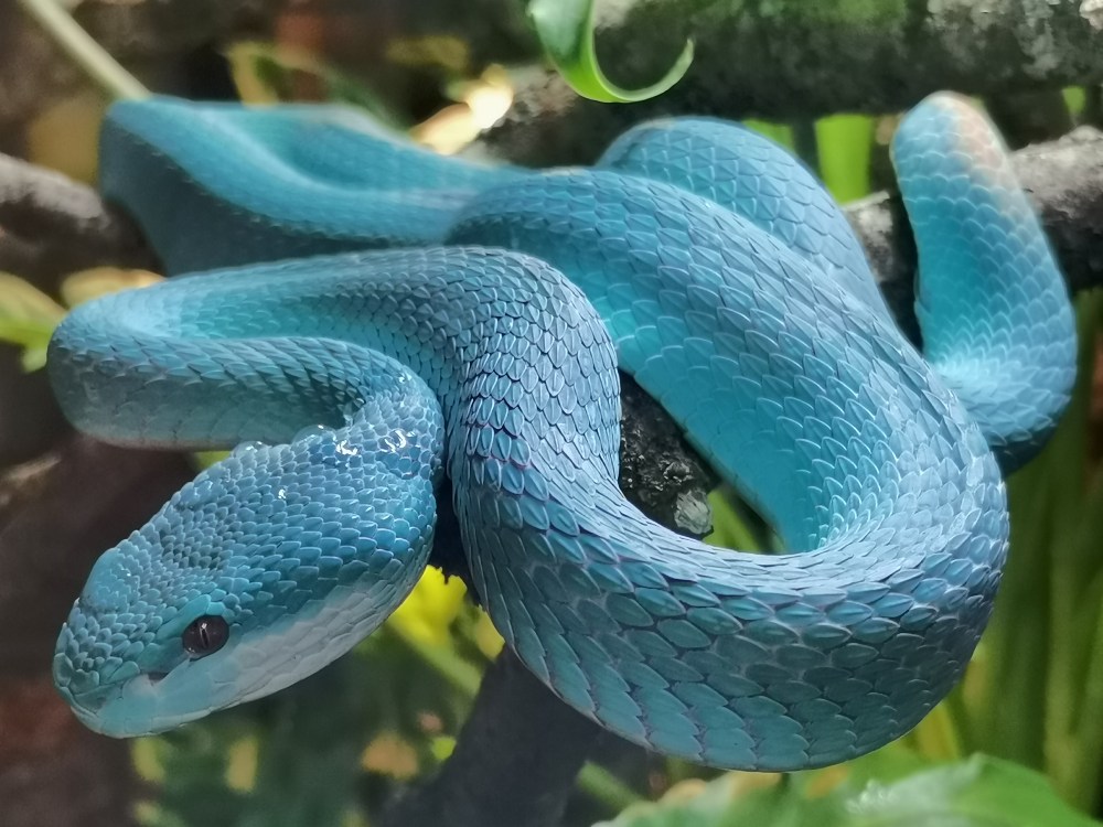 White-lipped island pit viper / Trimeresurus (Crypteletrops) insularis / Faunia Madrid