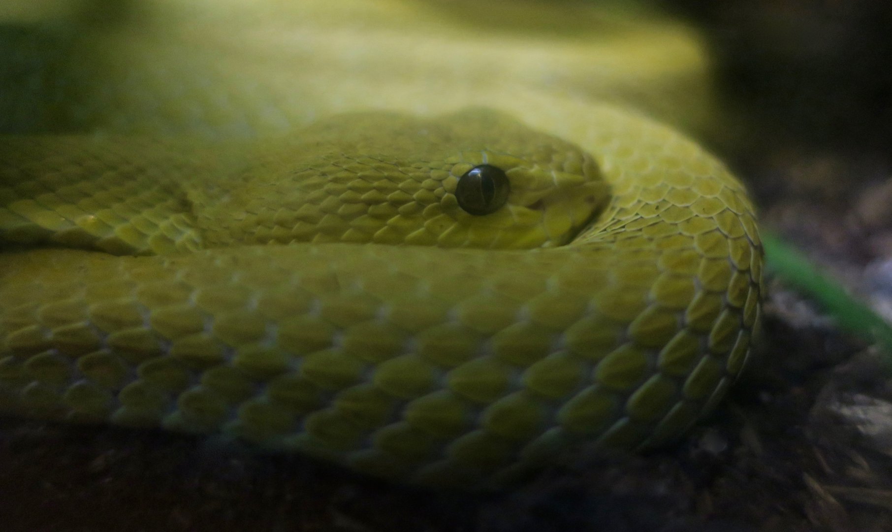 White-Lipped Island Pit Viper (Trimeresurus insularis) - yellow