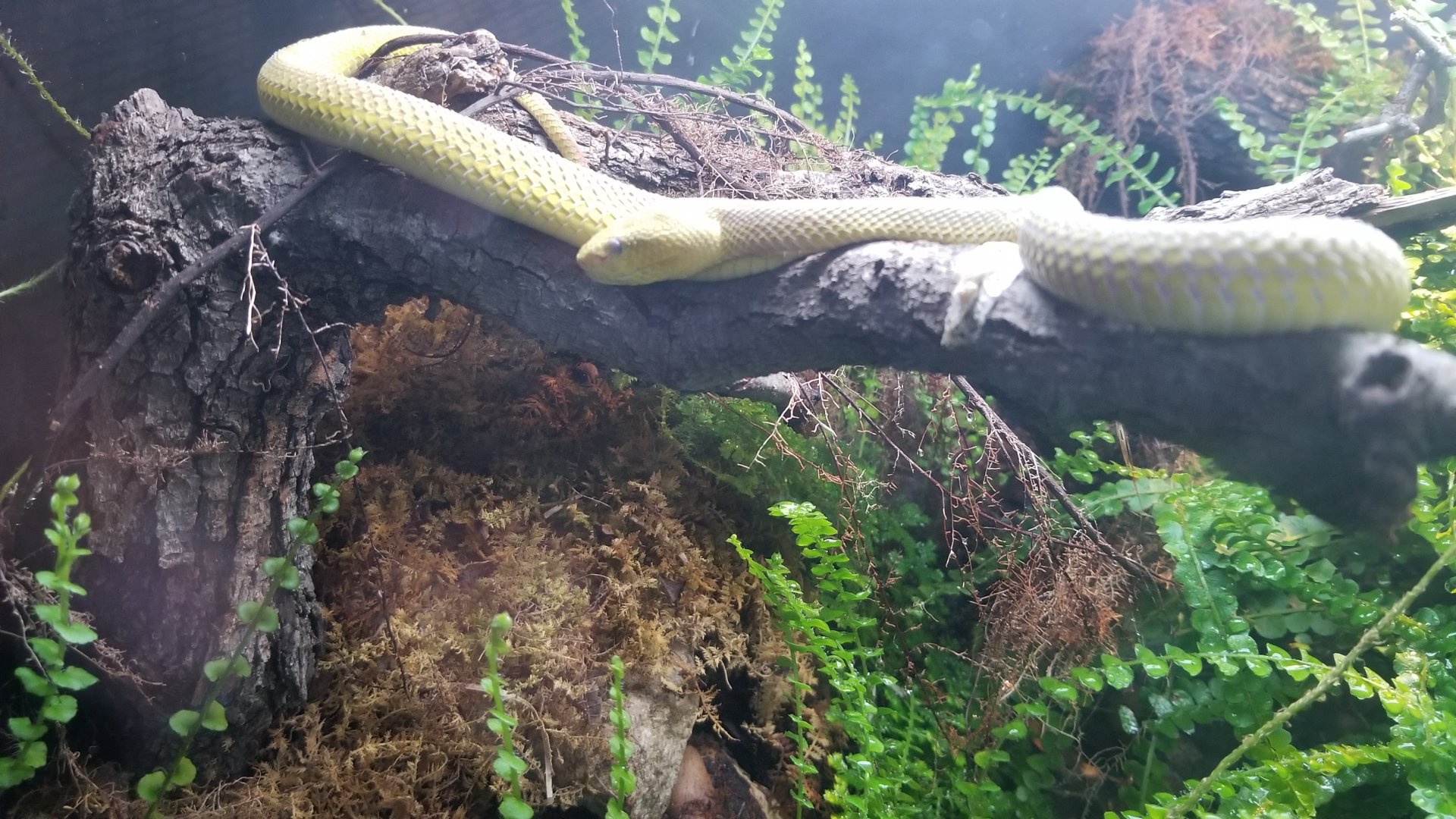 White-lipped island pit viper