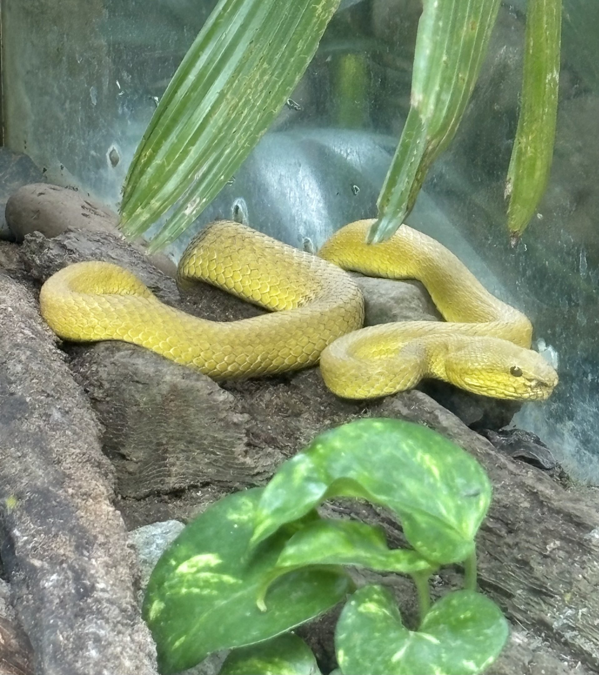 White-lipped Island Pit Viper