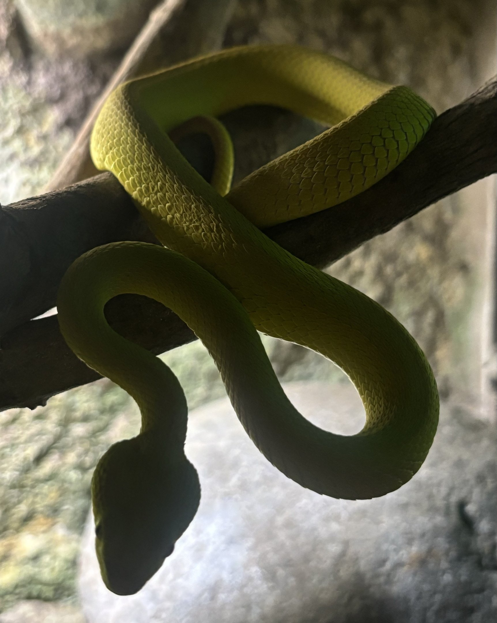 White-lipped Island Pit Viper