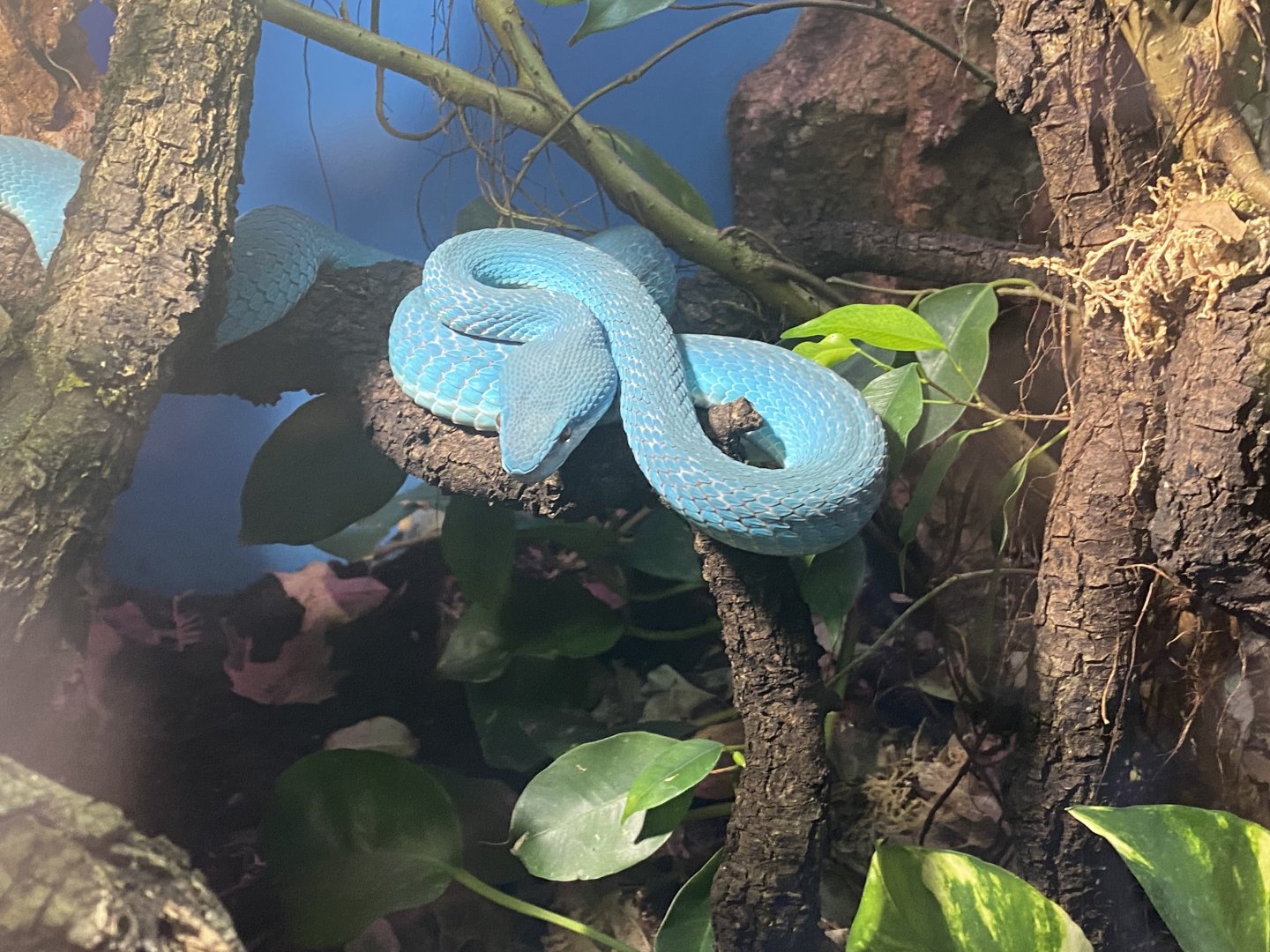 White-lipped island pit viper