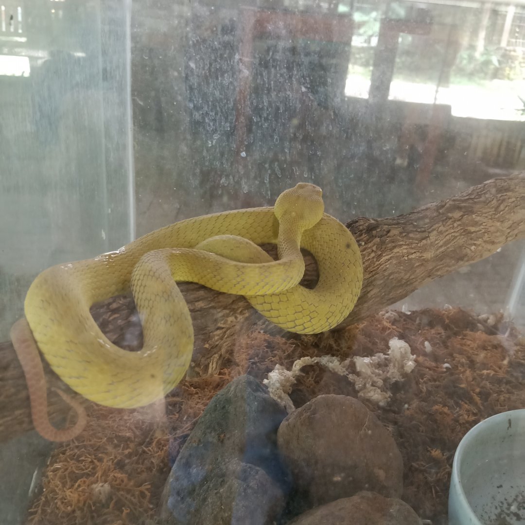 White-lipped Island Pitviper (Trimeresurus insularis) - Sato Loka Resto & Conservation Park
