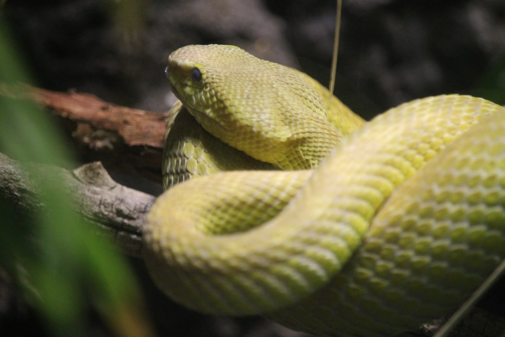 White-lipped Island Pitviper (Trimeresurus insularis)