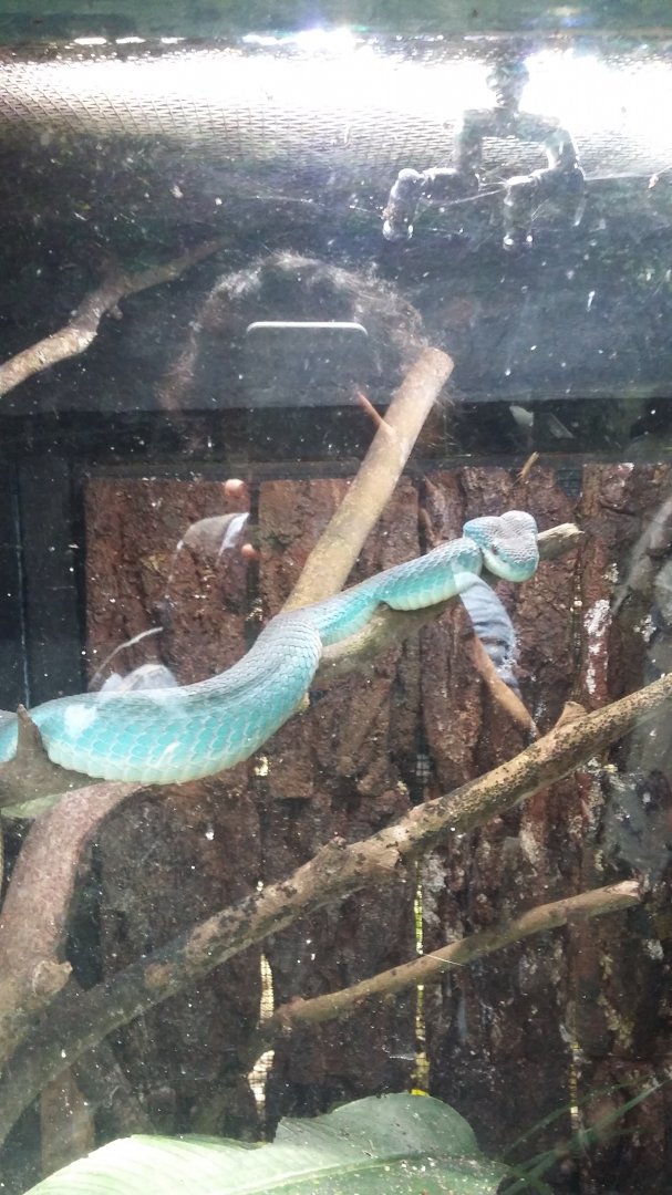 White-lipped island pitviper (Trimeresurus insularis)