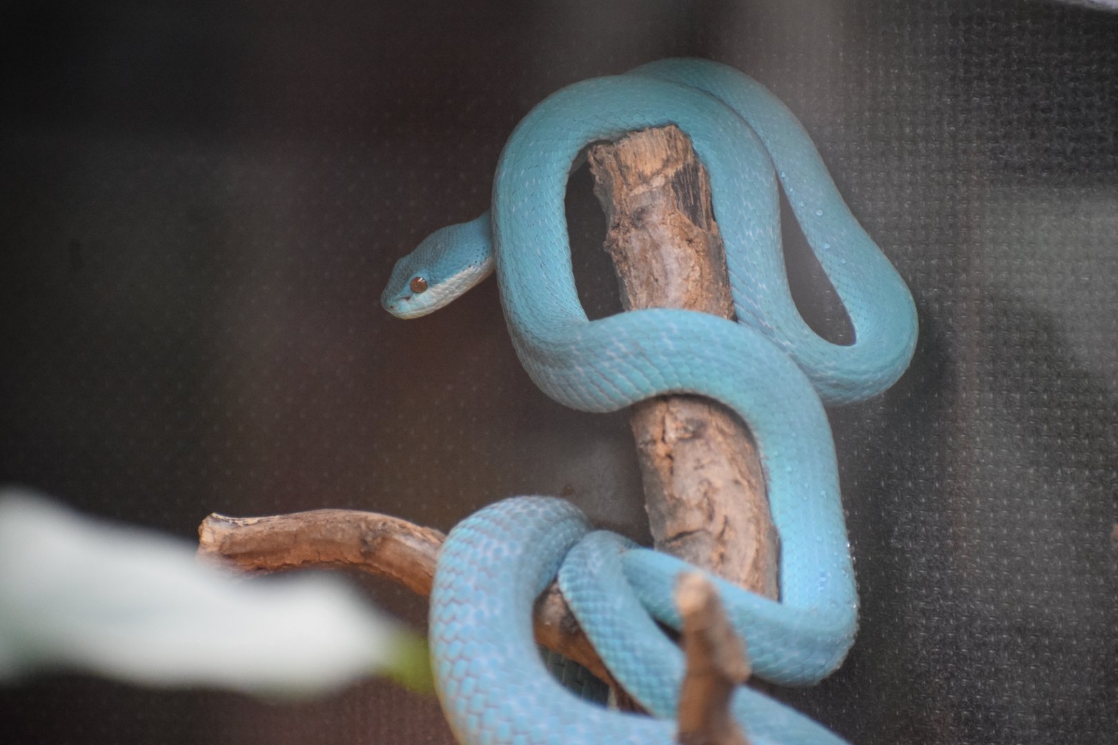 White-lipped island pitviper