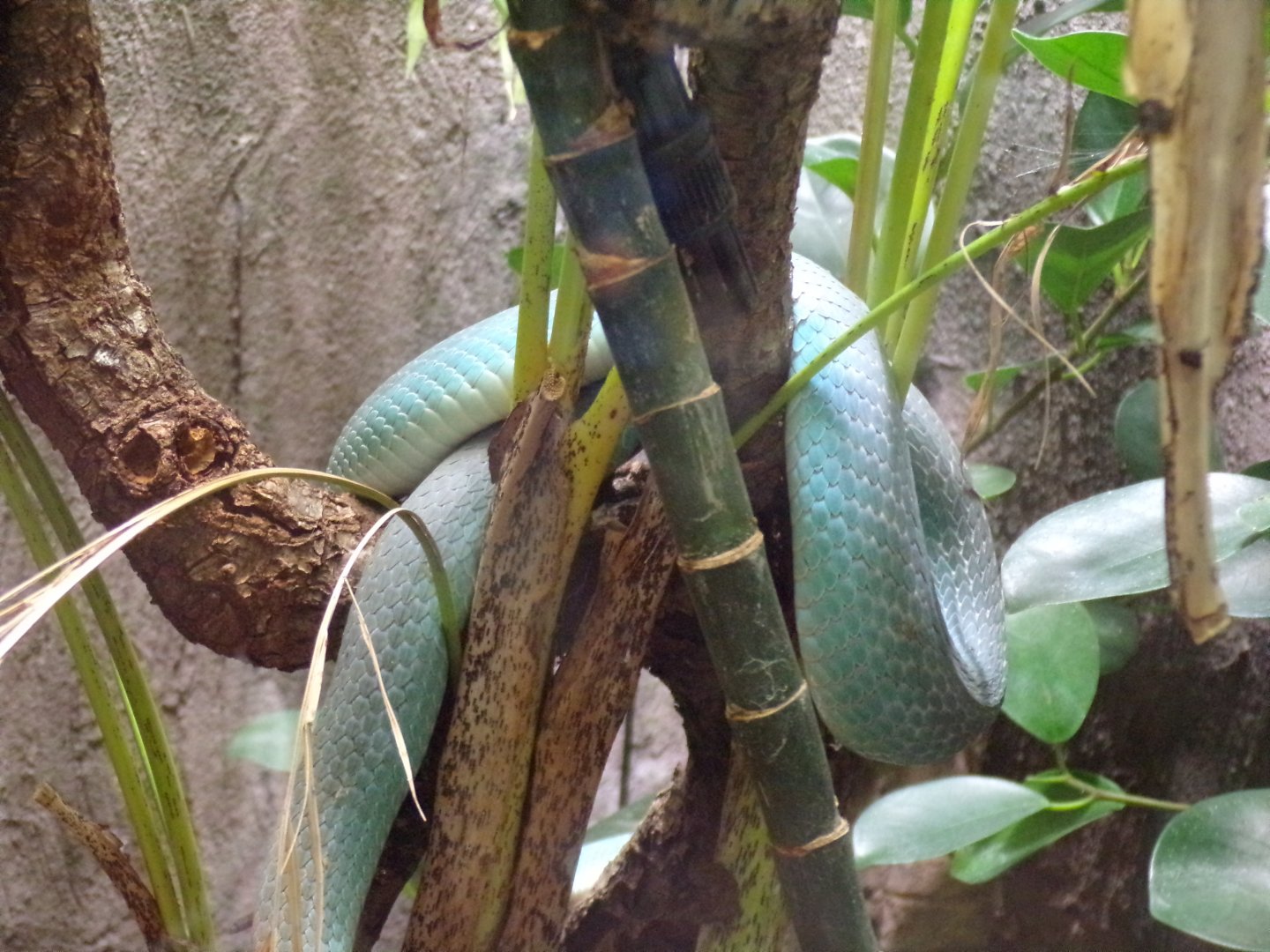 White-lipped Komodo island pit viper 29.6.24