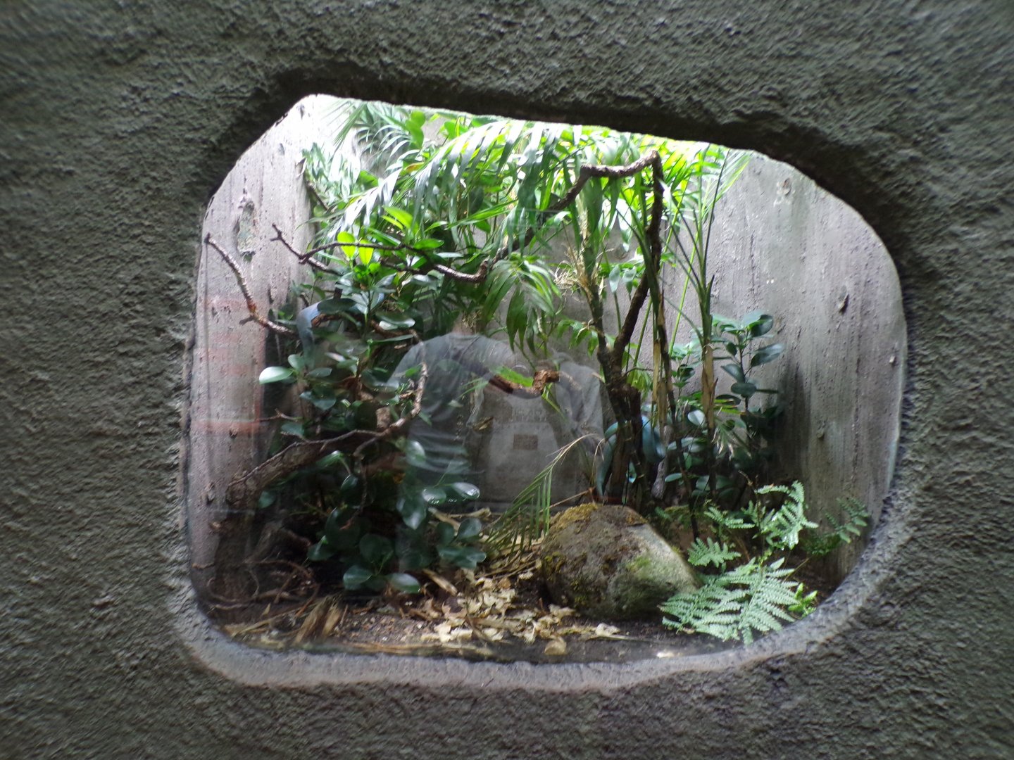 White-lipped Komodo island pit viper terrarium 29.6.24