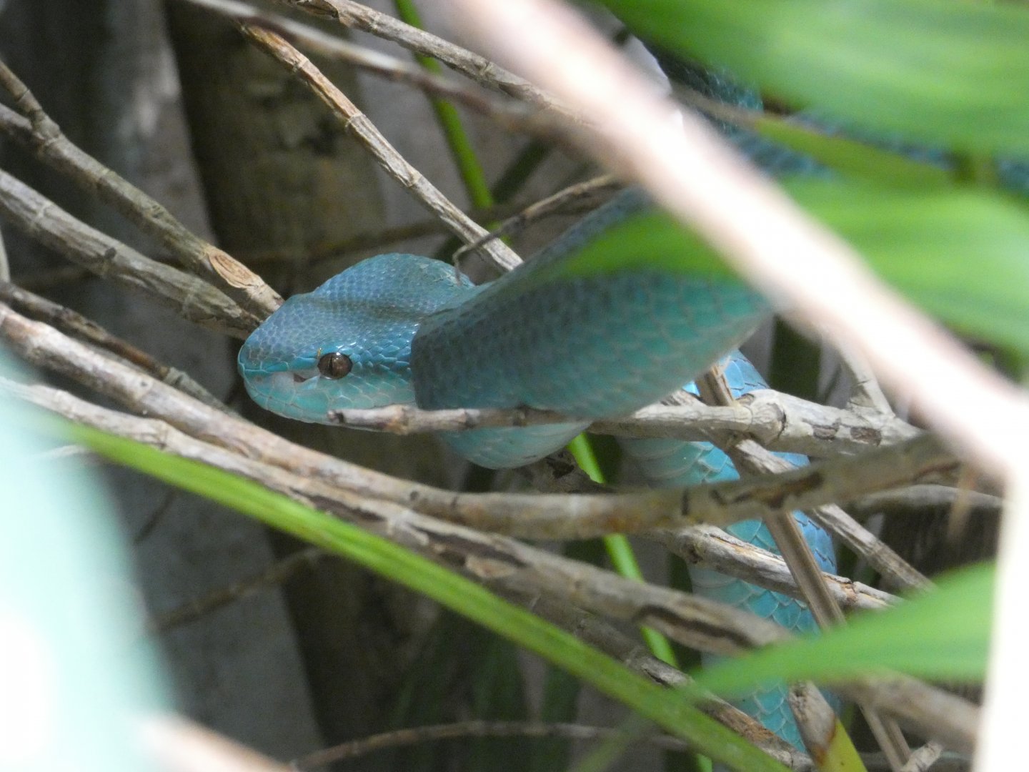 White-lipped Komodo Island pit viper