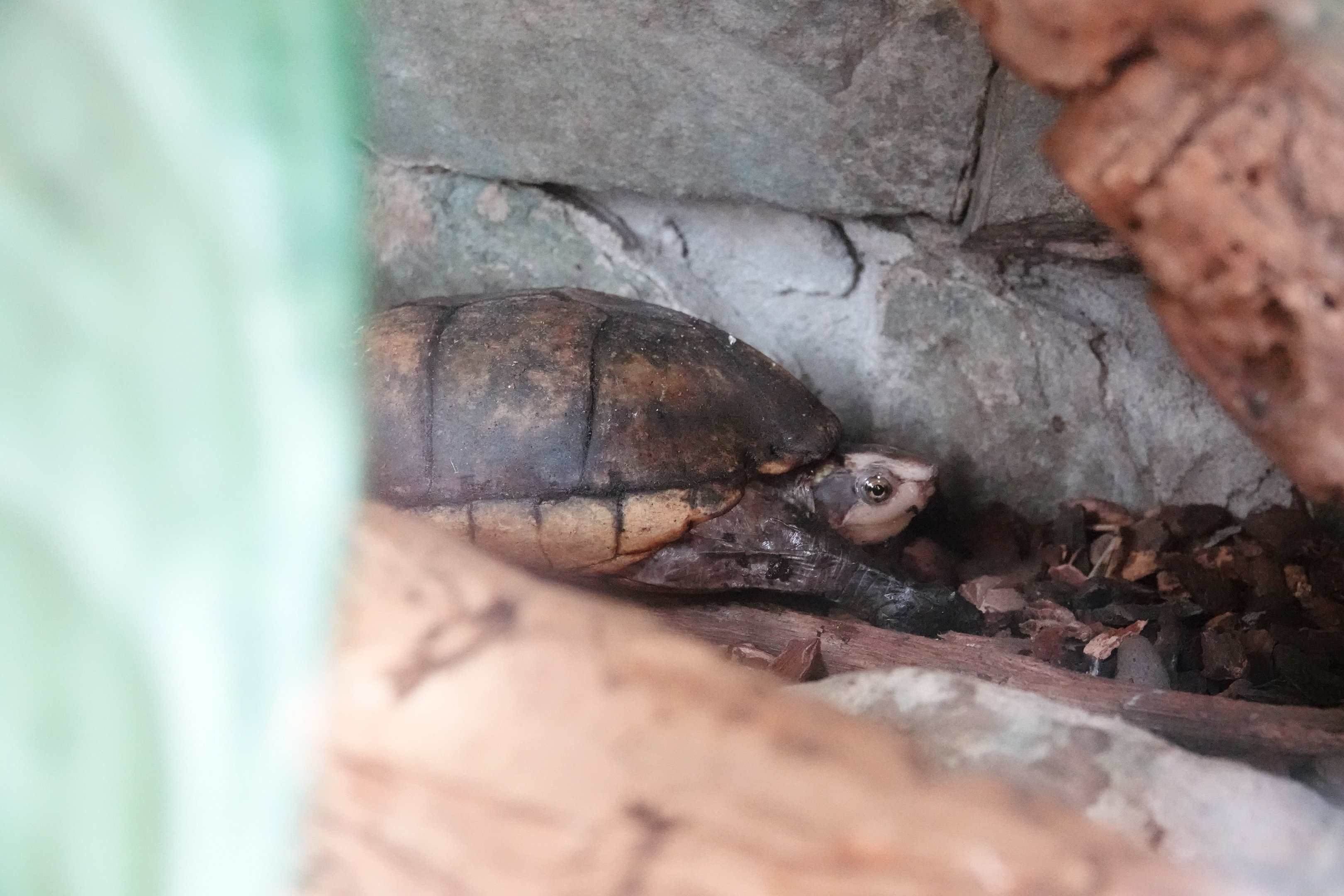 White-lipped mud turtle