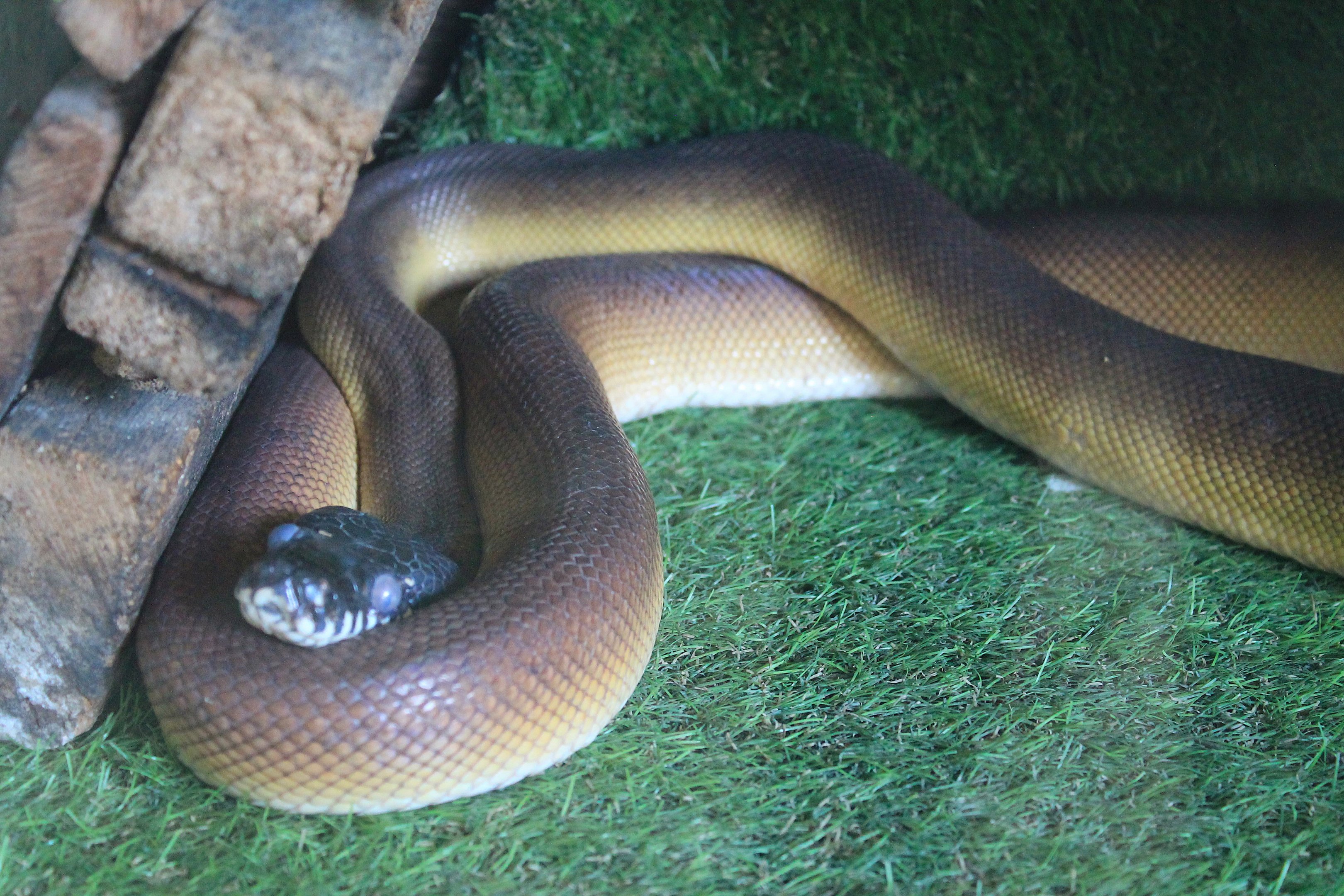 White-lipped or D'Albertis' Python (Bothrochilus [Leiopython] albertisii)