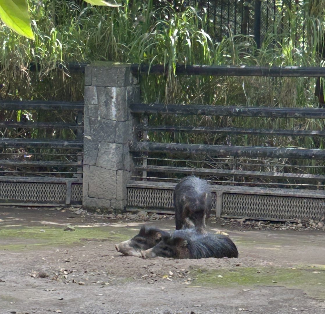 White lipped pecarry