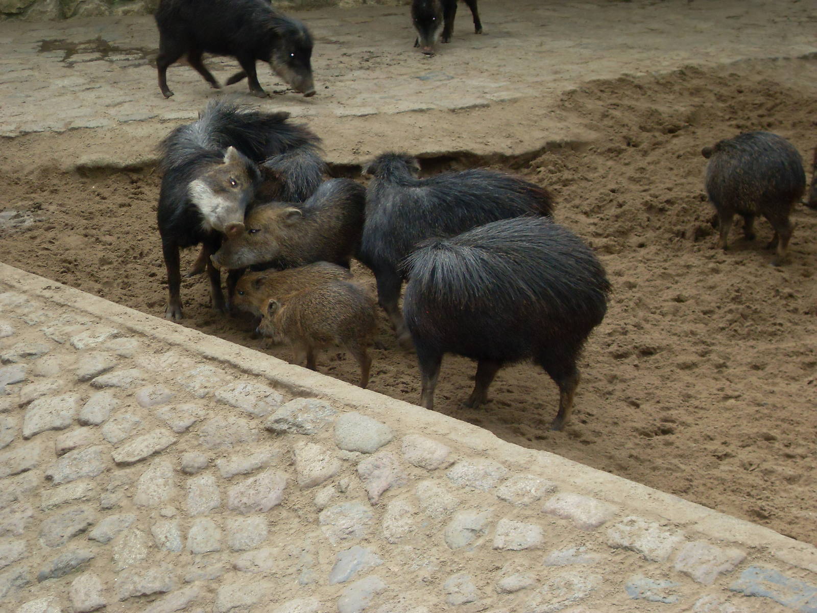 white-lipped peccaries 030910