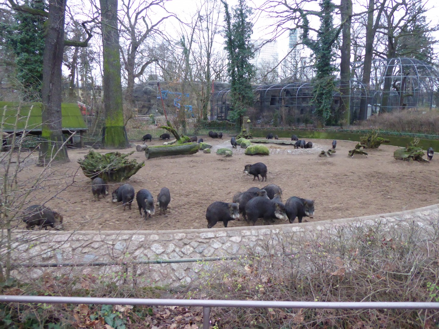 White-lipped peccaries 290118