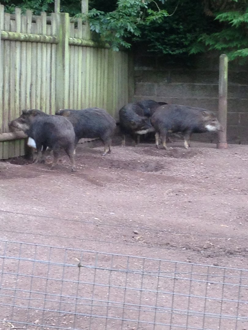 White-lipped peccaries, 9th July 2019