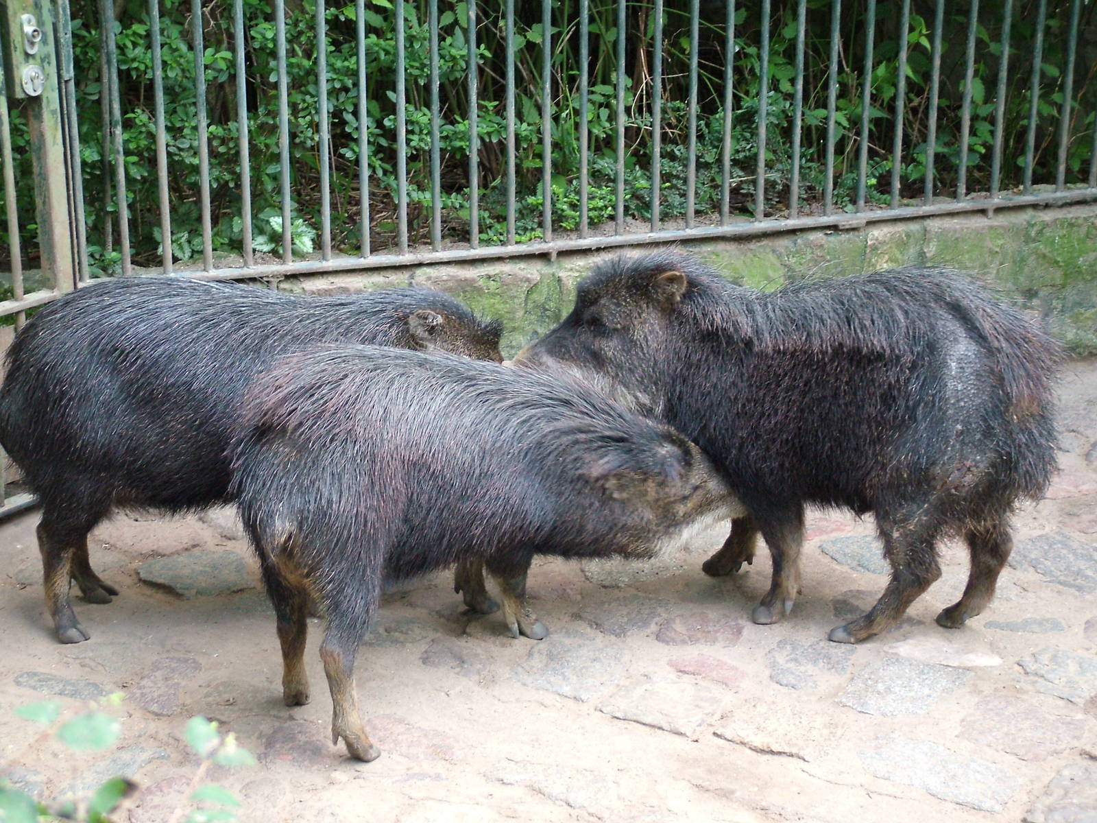 White-lipped Peccaries at Berlin Zoo, 31/08/11