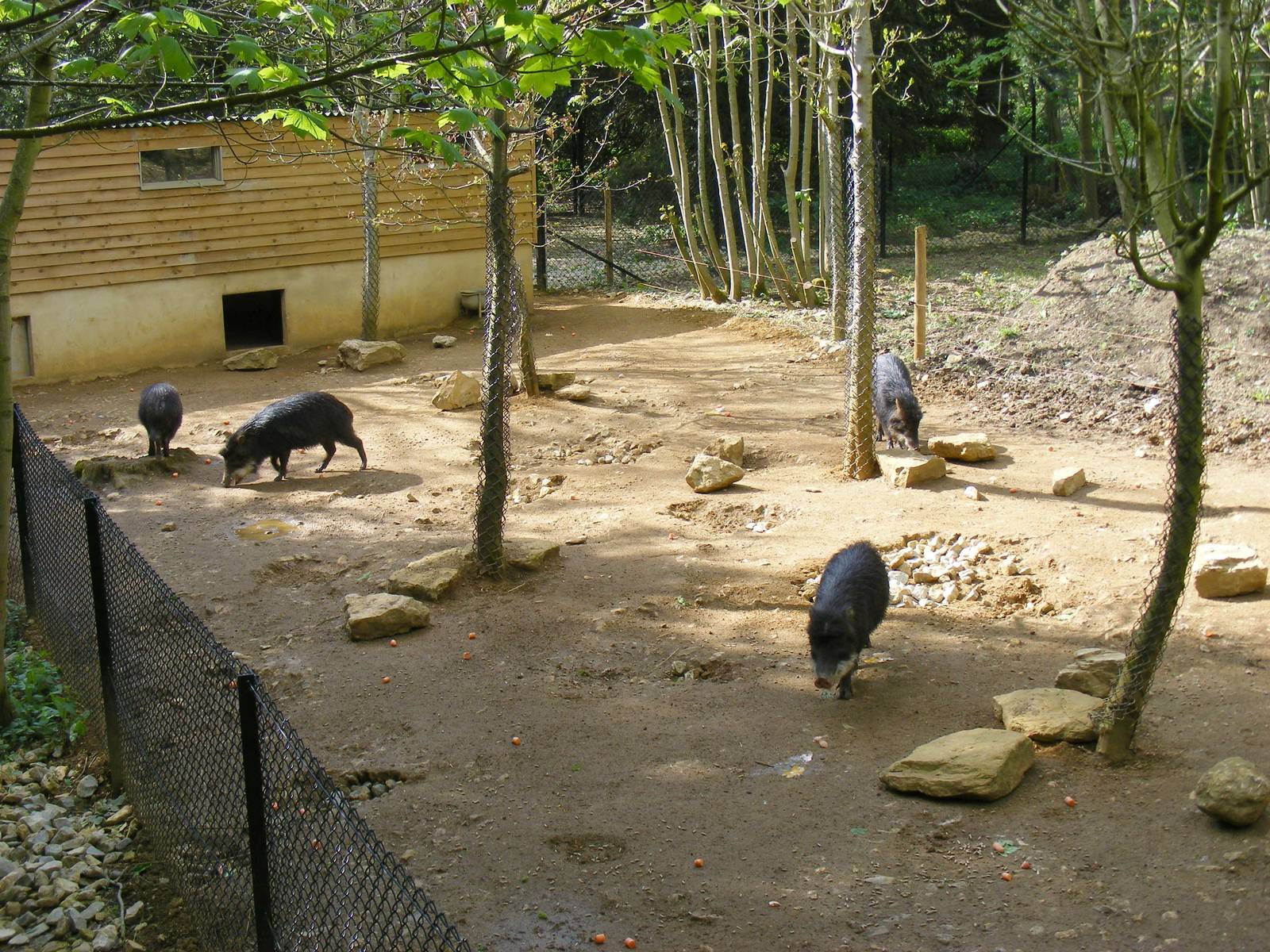 White-lipped peccaries at Cotswold Wildlife Park, 3 May 2010
