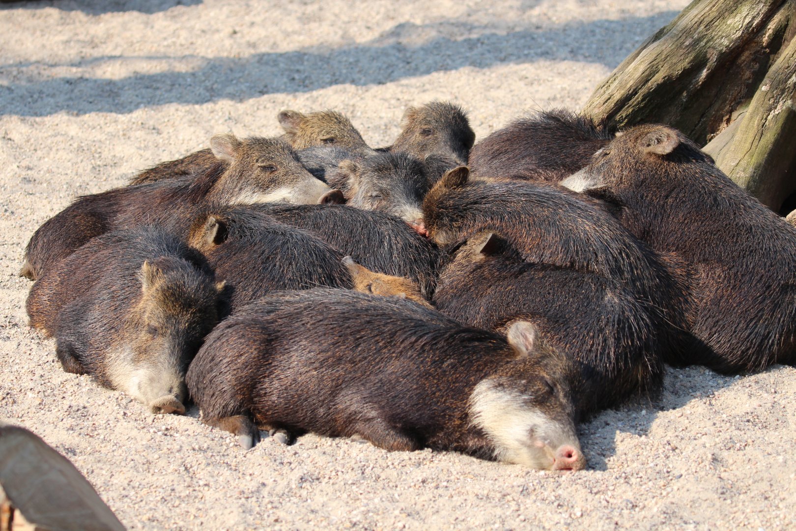 White-lipped Peccaries, Berlin Zoo, April 2019