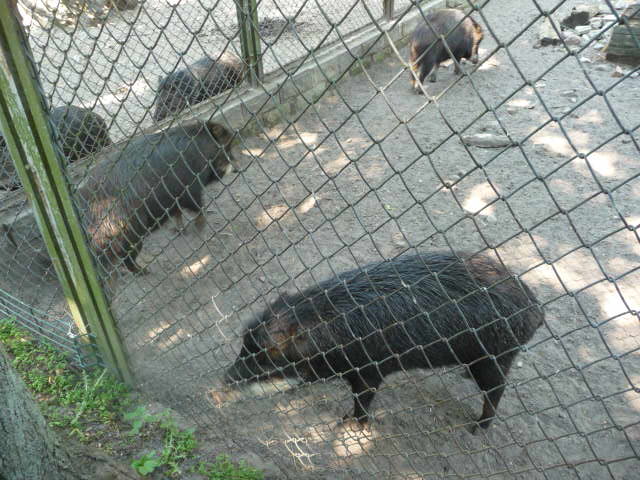 White-lipped Peccaries