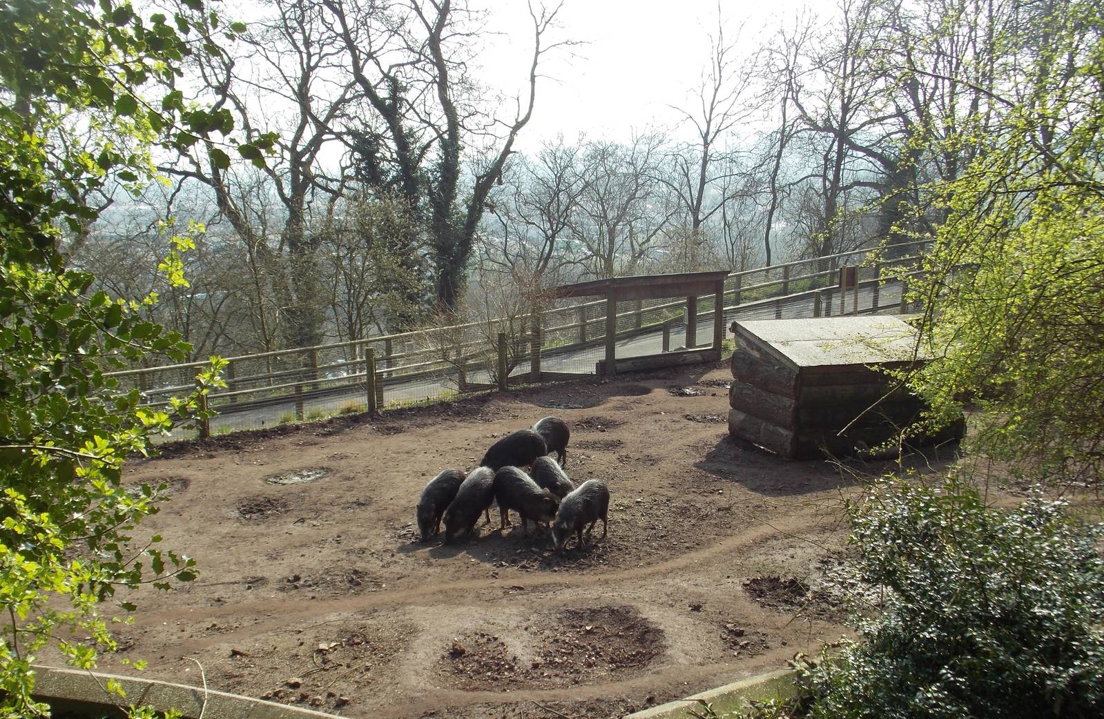 White-lipped peccaries