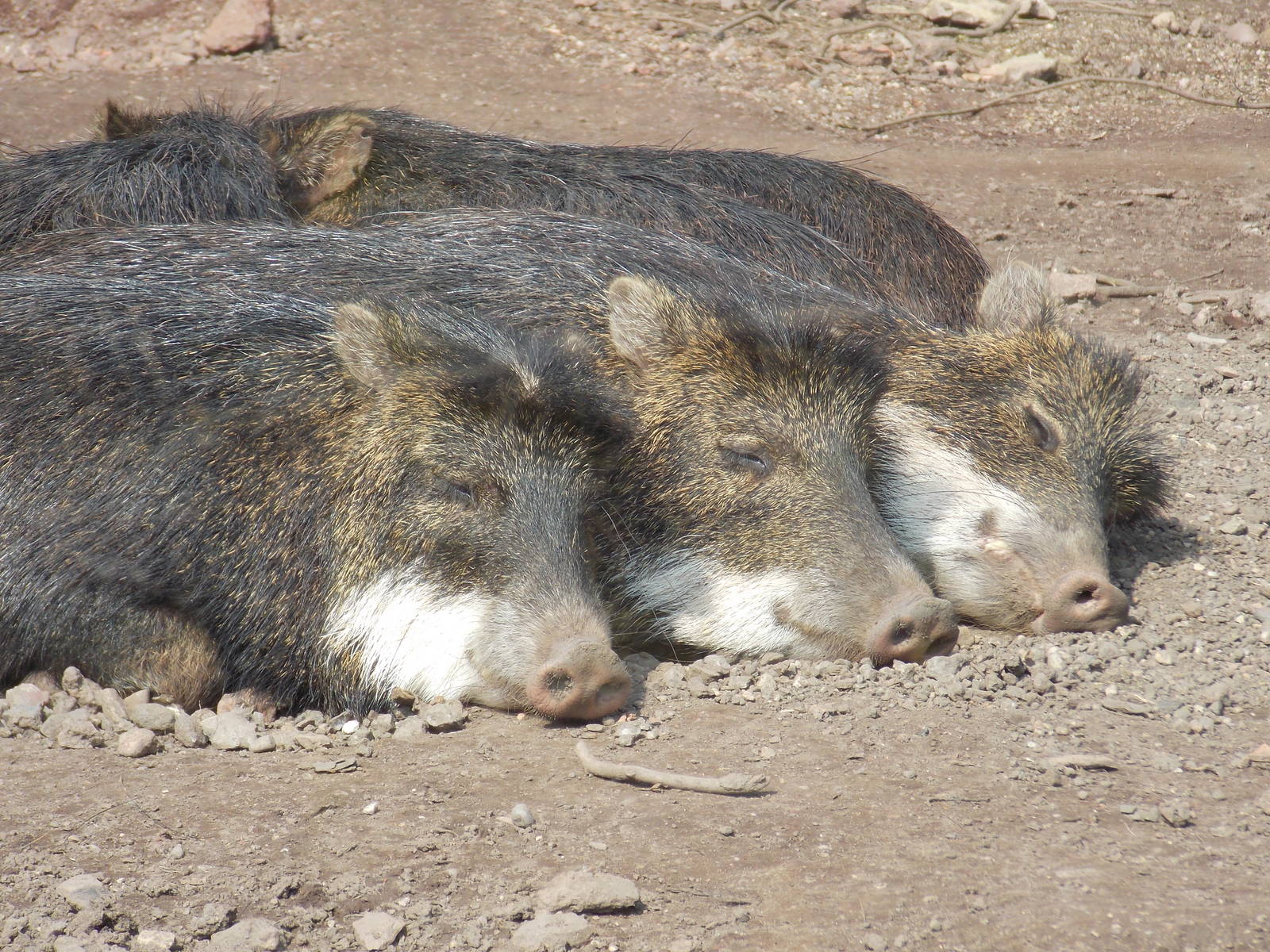 White-lipped peccaries