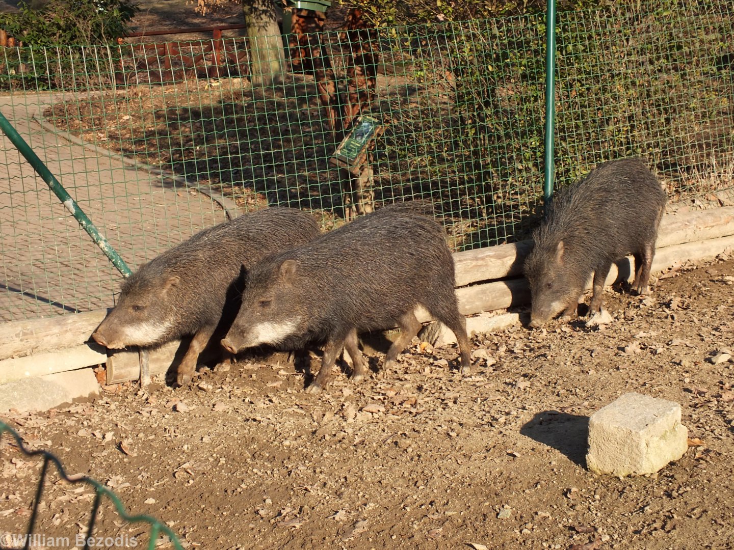 White-lipped Peccaries