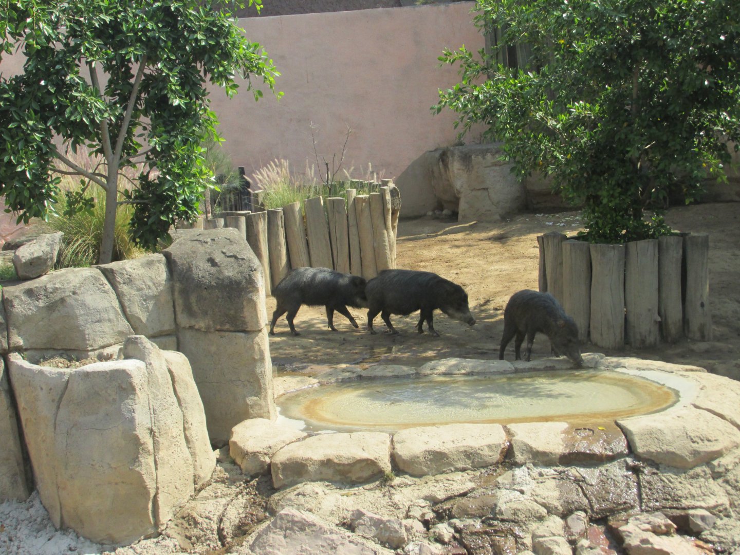 white lipped peccaries