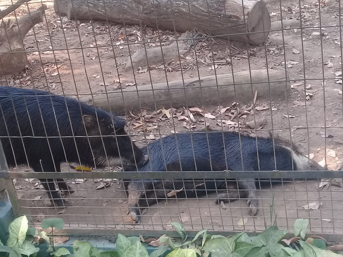 White-lipped peccaries
