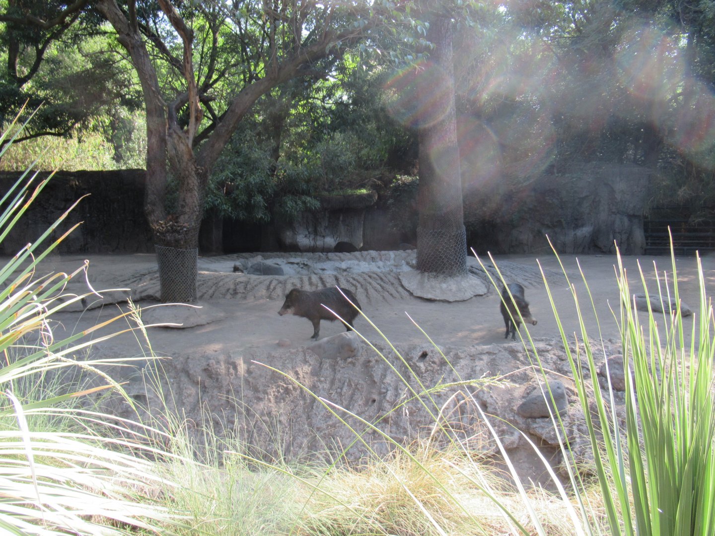 White-lipped peccaries