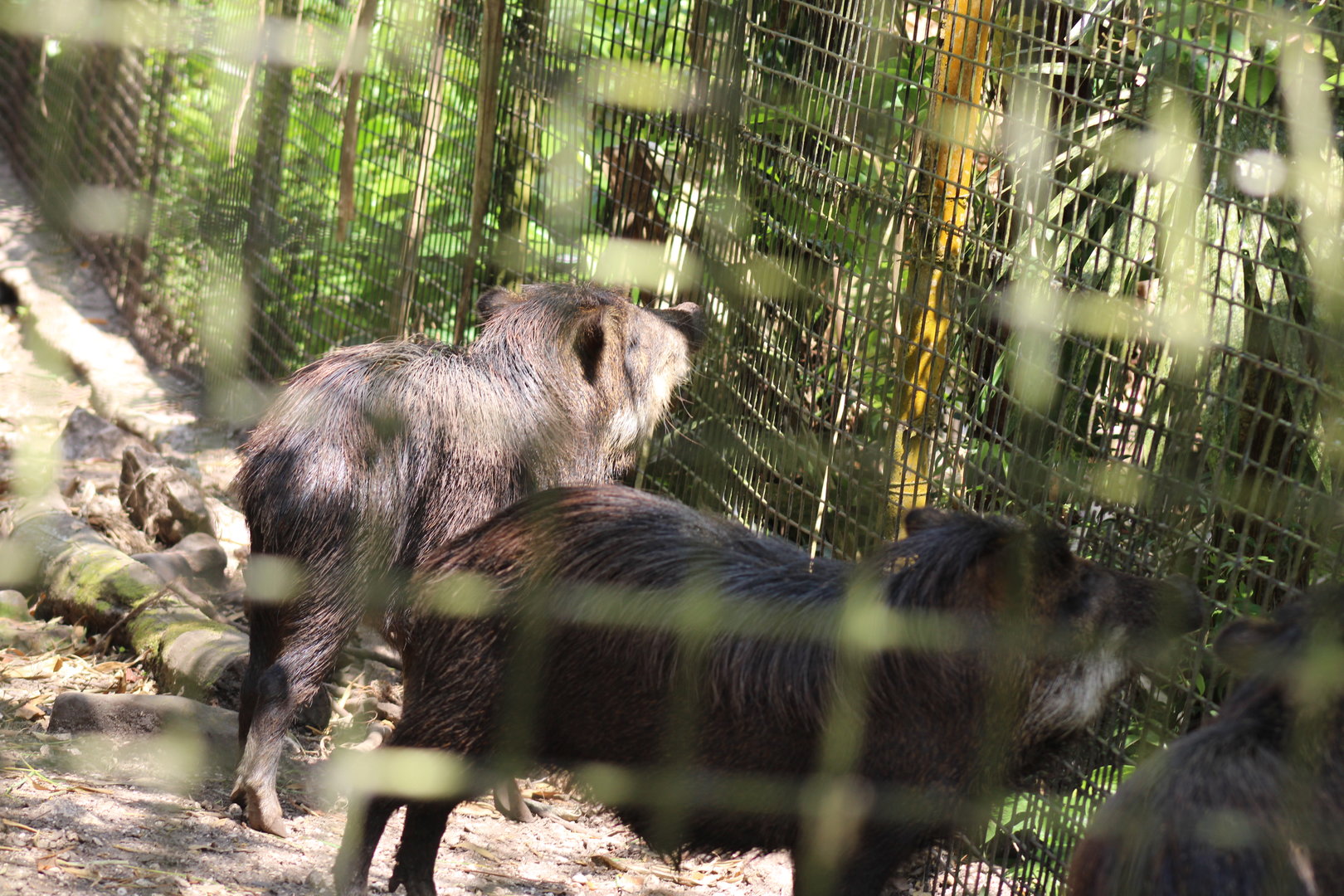 White Lipped Peccaries
