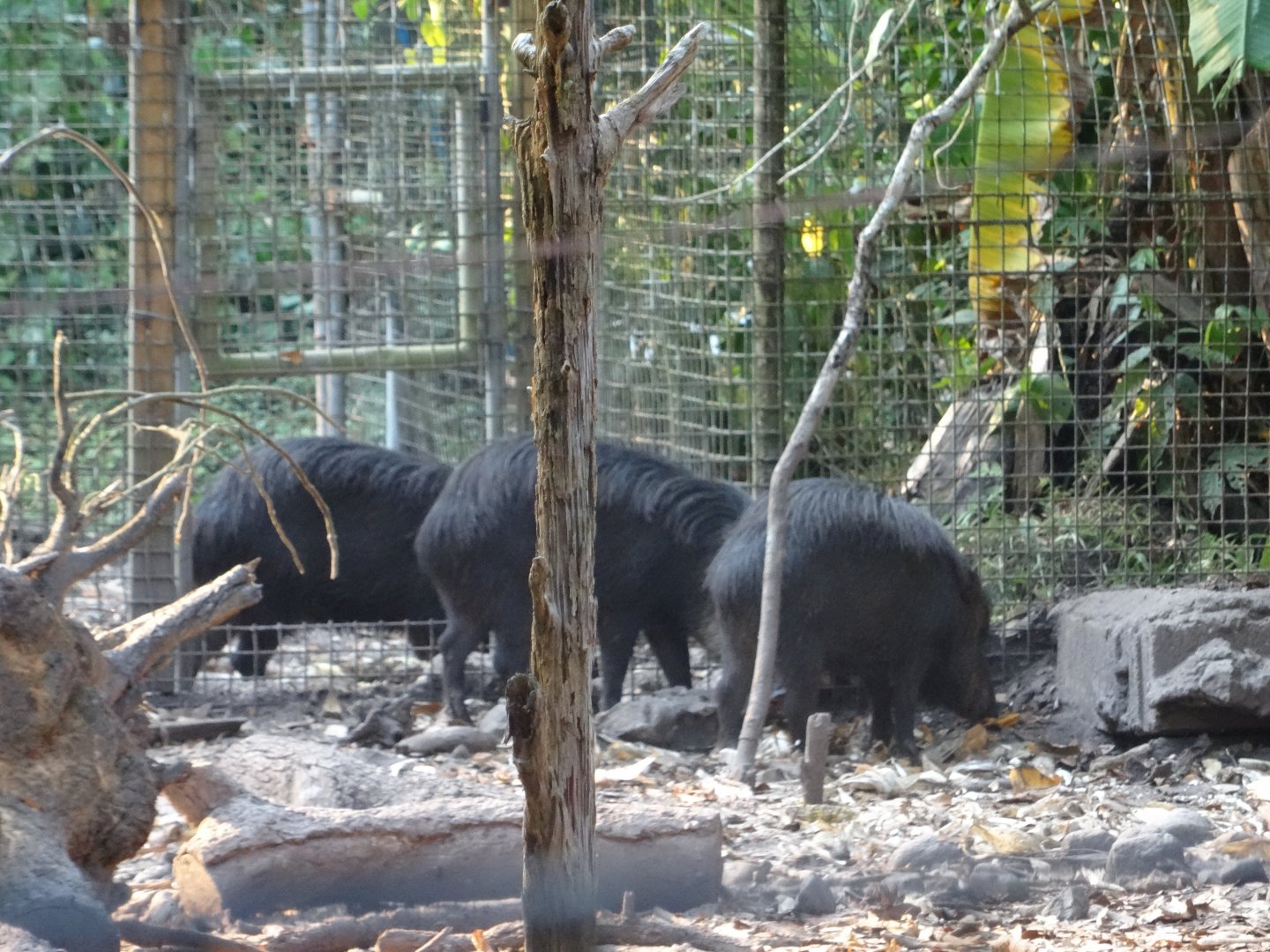 White-Lipped Peccaries